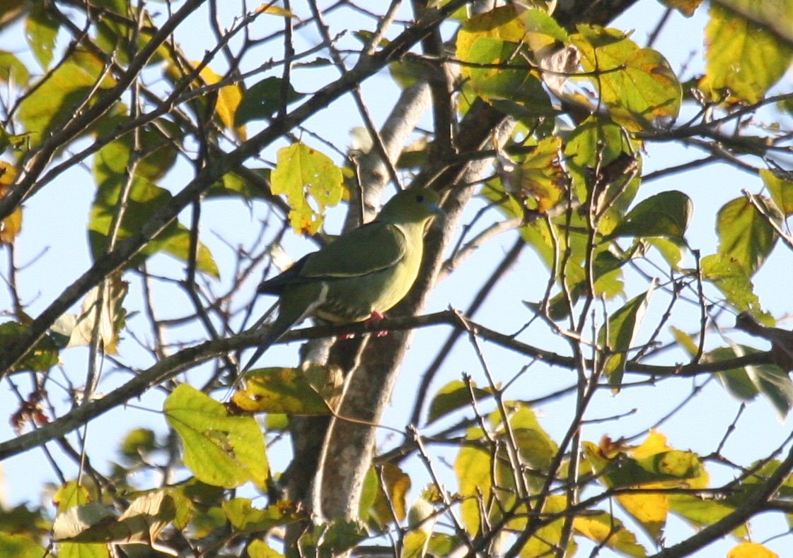 Pin-tailed Green-Pigeon - ML180026301