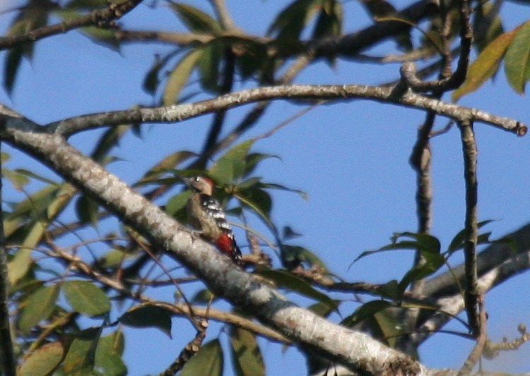 Fulvous-breasted Woodpecker - ML180026481