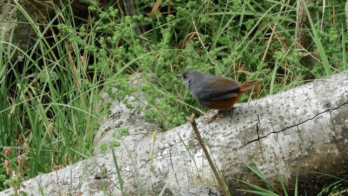 Pale-bellied Tapaculo - ML180026891