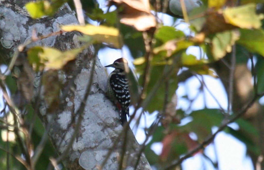 Fulvous-breasted Woodpecker - ML180027581