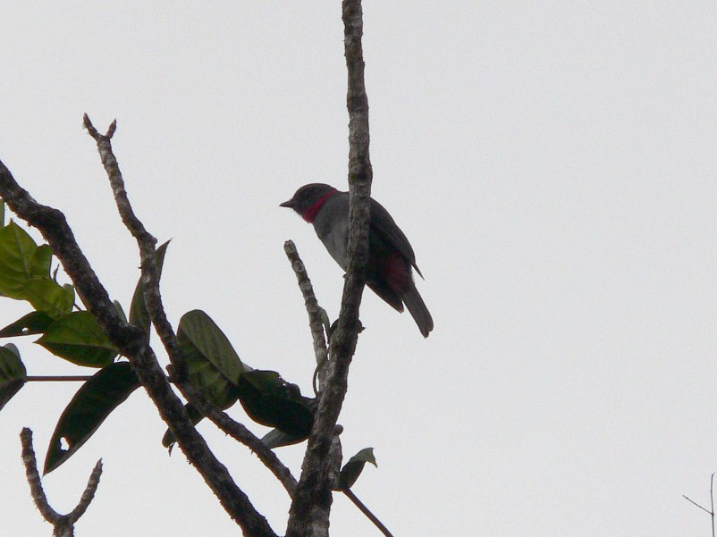 Rose-collared Piha - Michael Todd