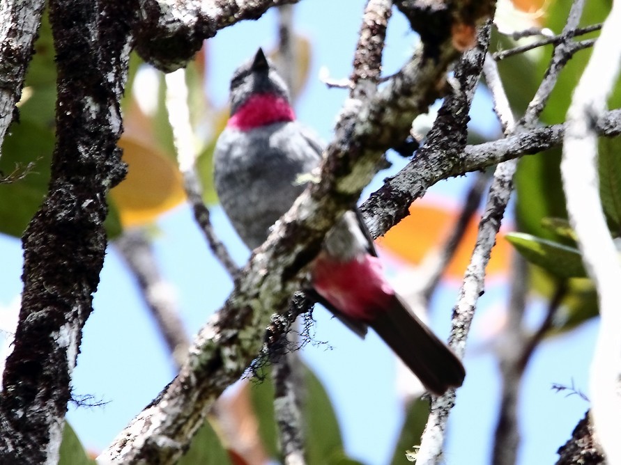 Rose-collared Piha - Lorenzo Calcaño