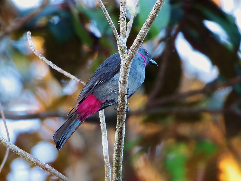 Rose-collared Piha - Margareta Wieser