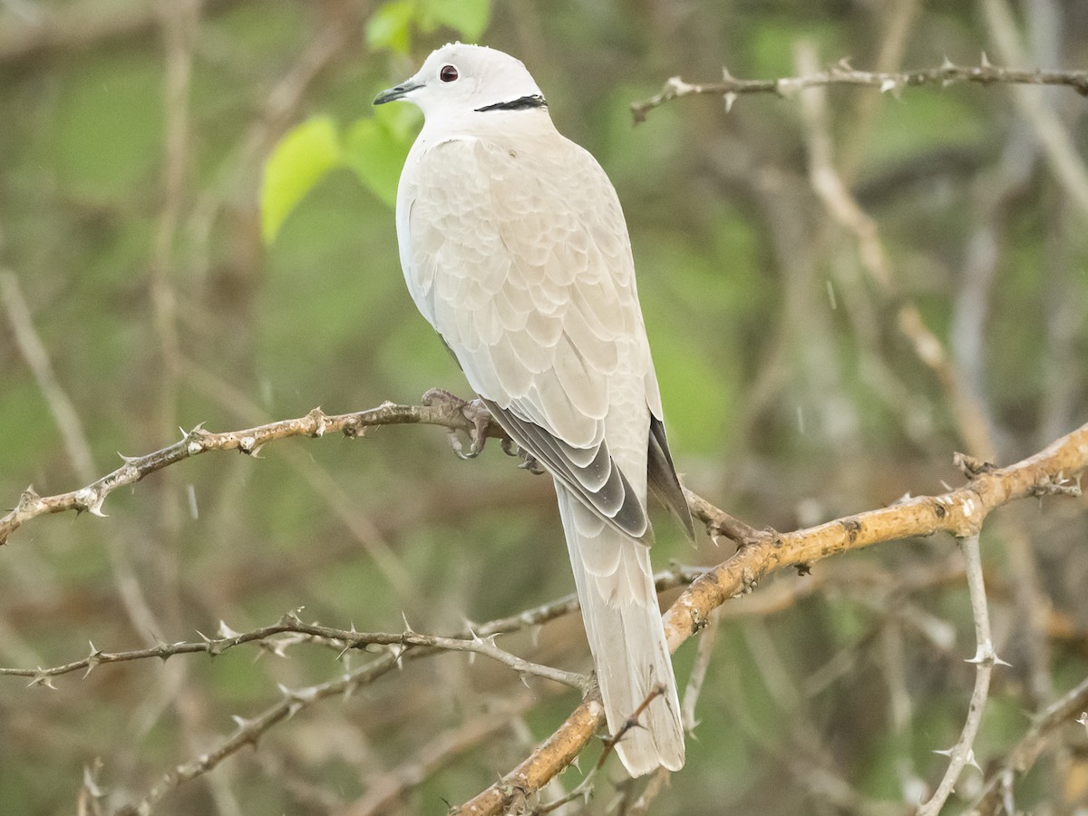 Eurasian Collared-Dove - Subhadra Devi