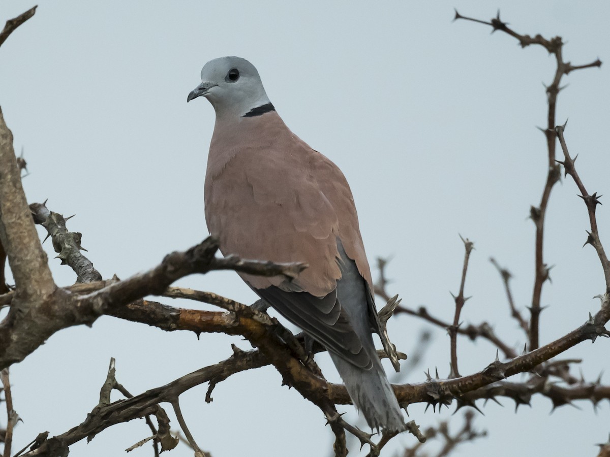 Red Collared-Dove - ML180030101