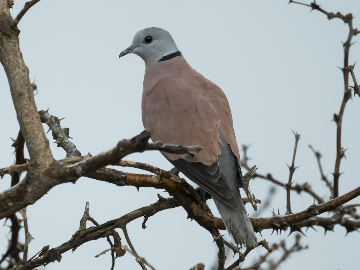 Red Collared-Dove - ML180030111
