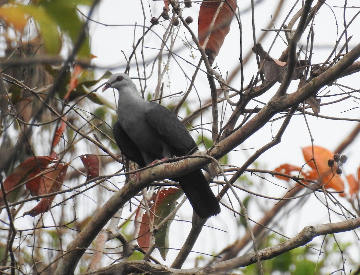 Andaman Wood-Pigeon - ML180030521