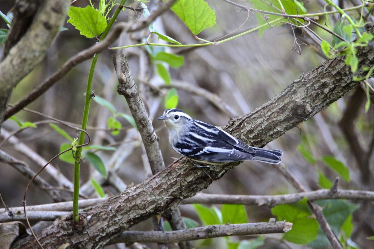 Black-and-white Warbler - Vickie Baily