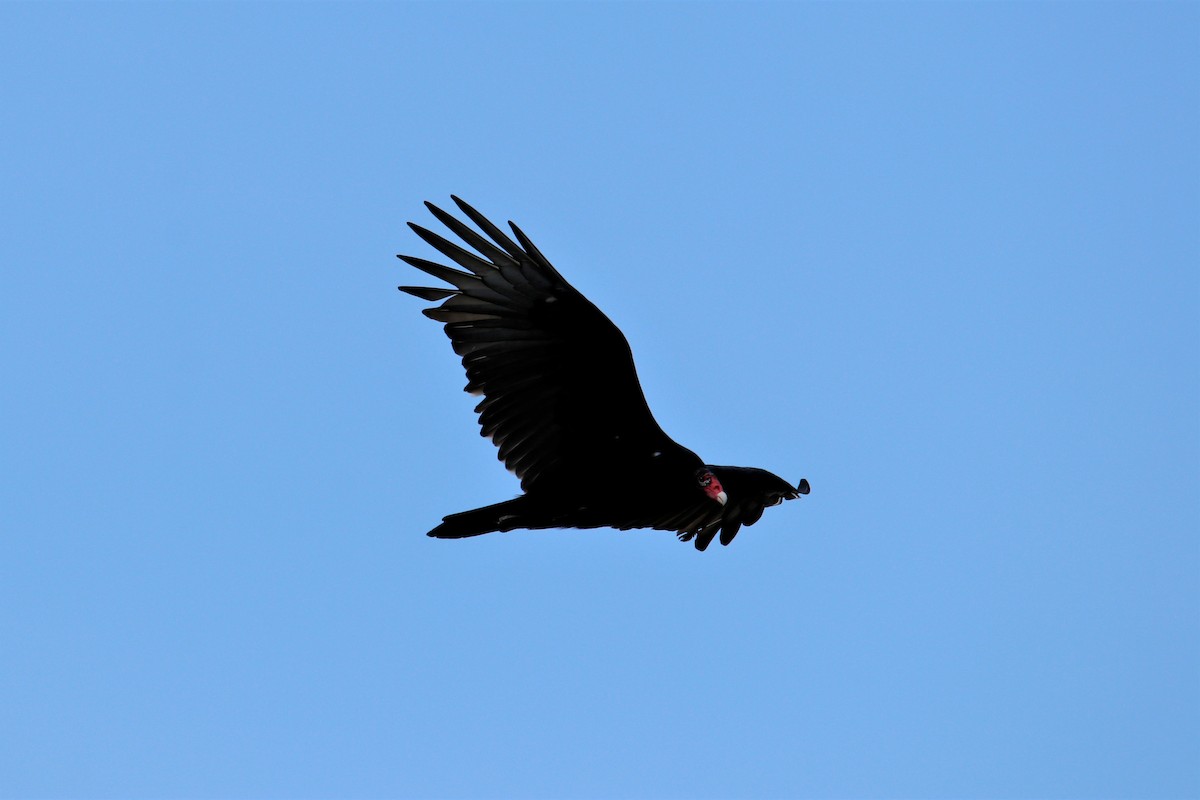 Turkey Vulture - George Keller