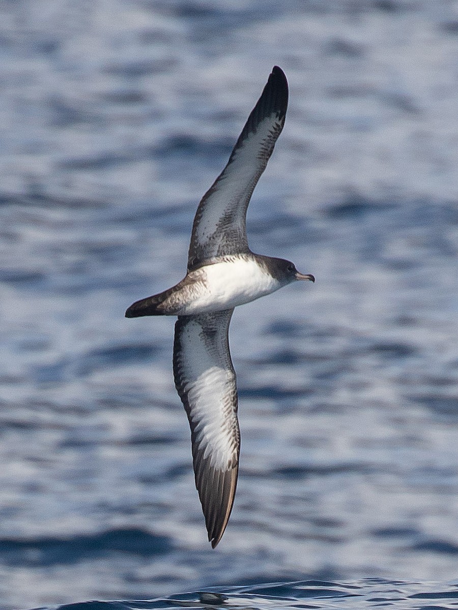 Pink-footed Shearwater - ML180039671