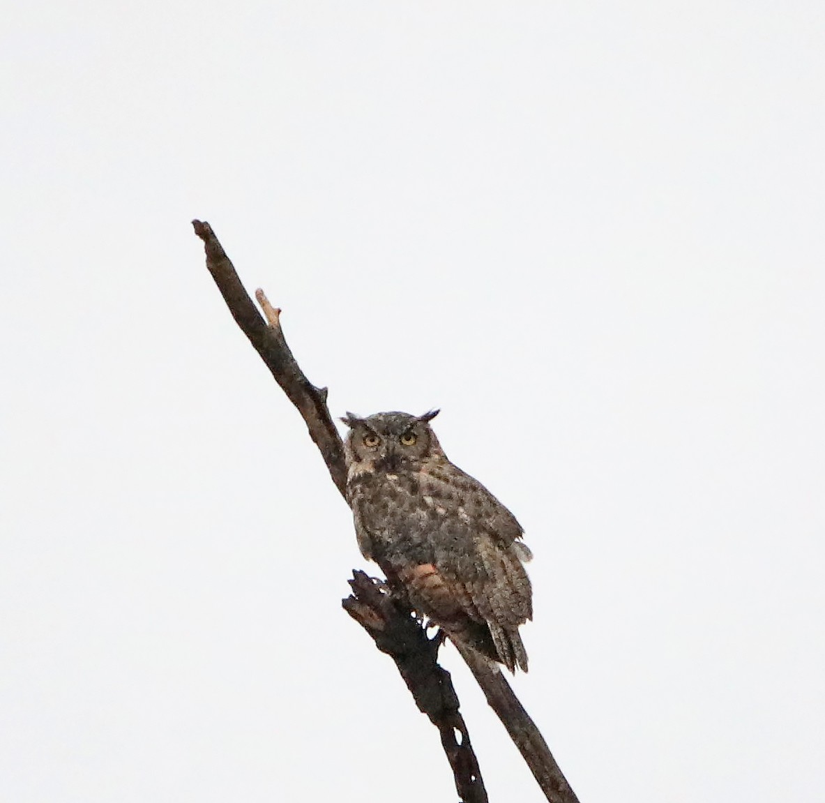 Great Horned Owl - Elizabeth Winter