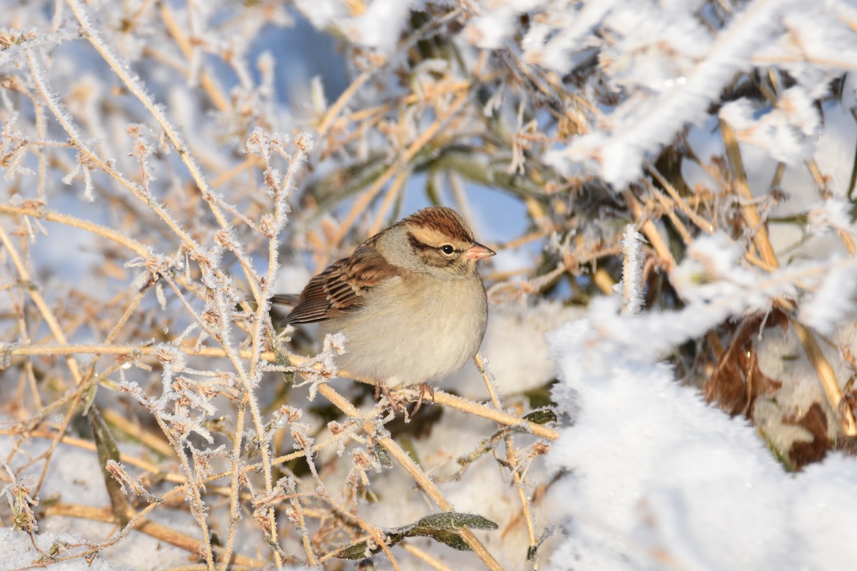 Chipping Sparrow - ML180041271