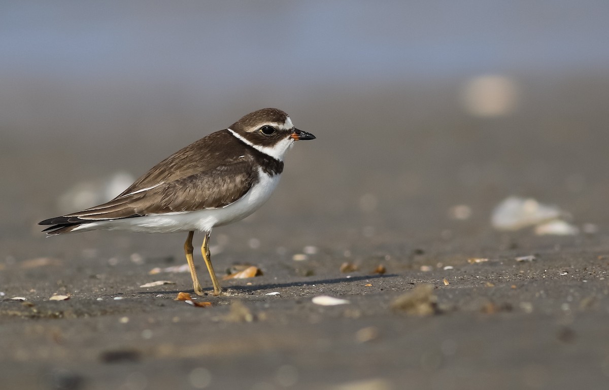 Semipalmated Plover - ML180042941