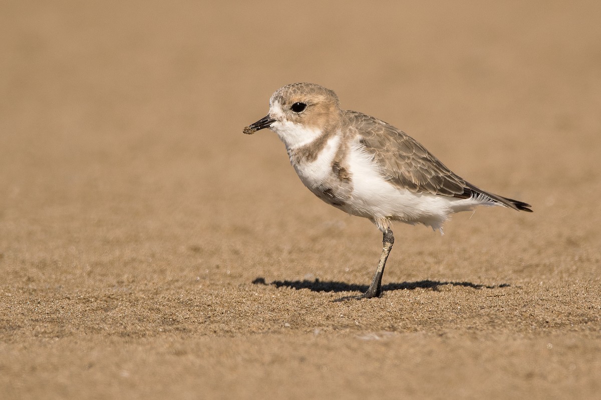 Two-banded Plover - ML180043221
