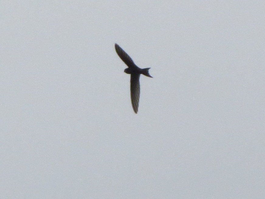 Common Swift - Kevin Seymour
