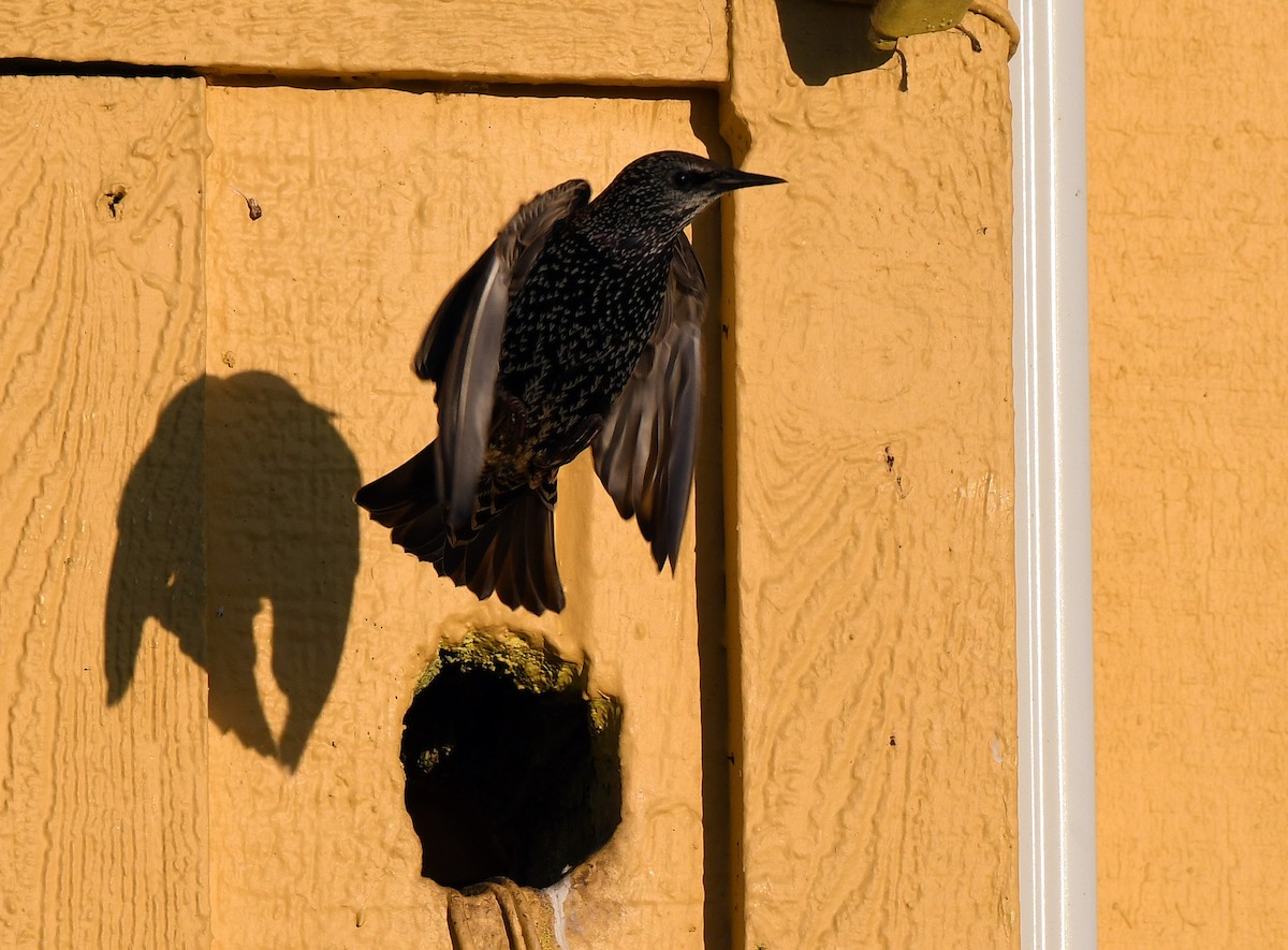 European Starling - Charles Hundertmark