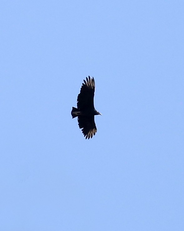 Black Vulture - ML180051651