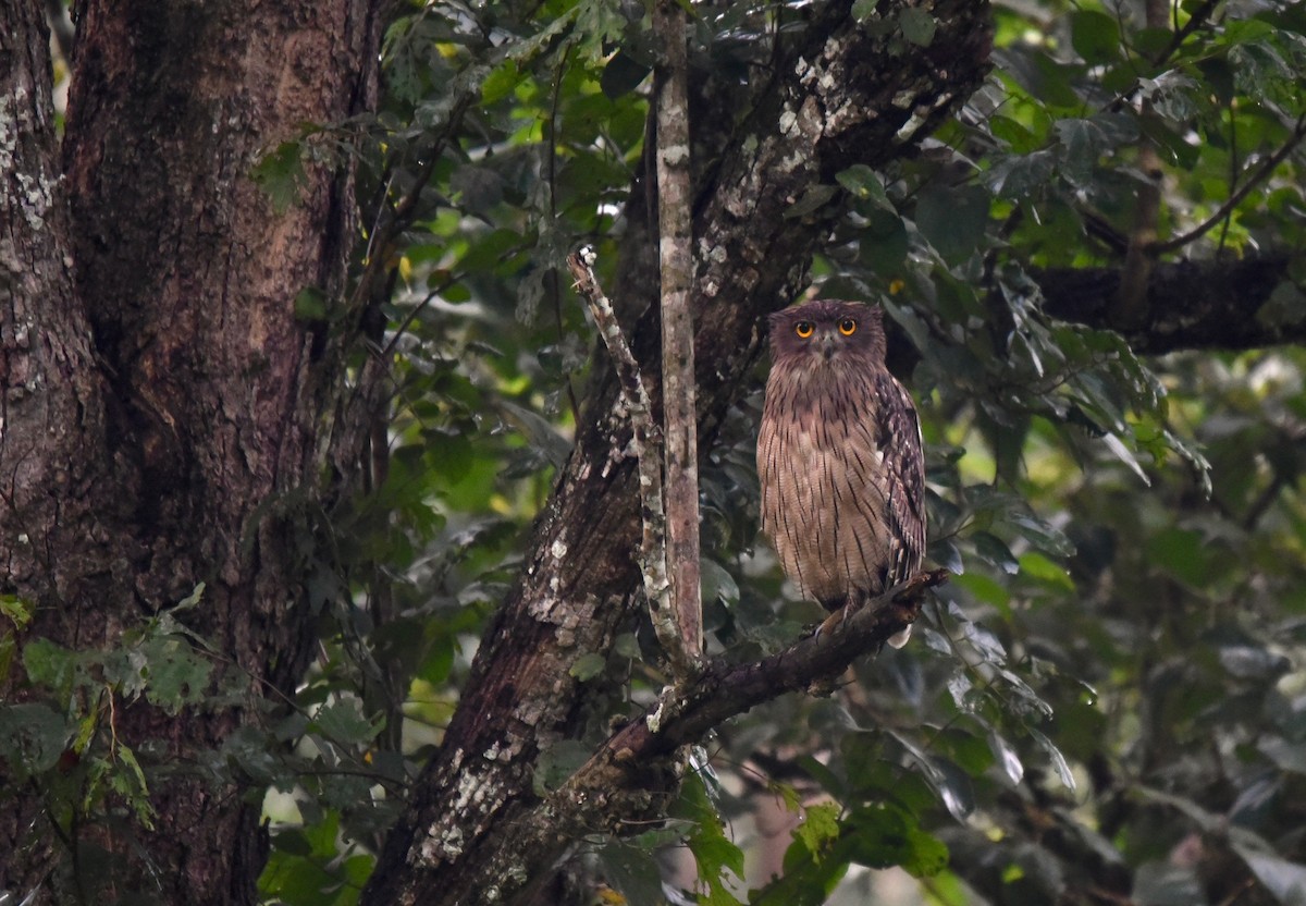 Brown Fish-Owl - A S