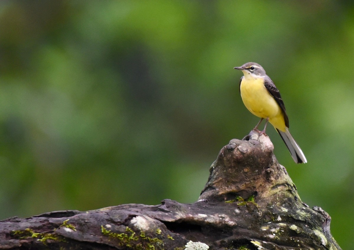 Gray Wagtail - A S