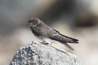Bank Swallow