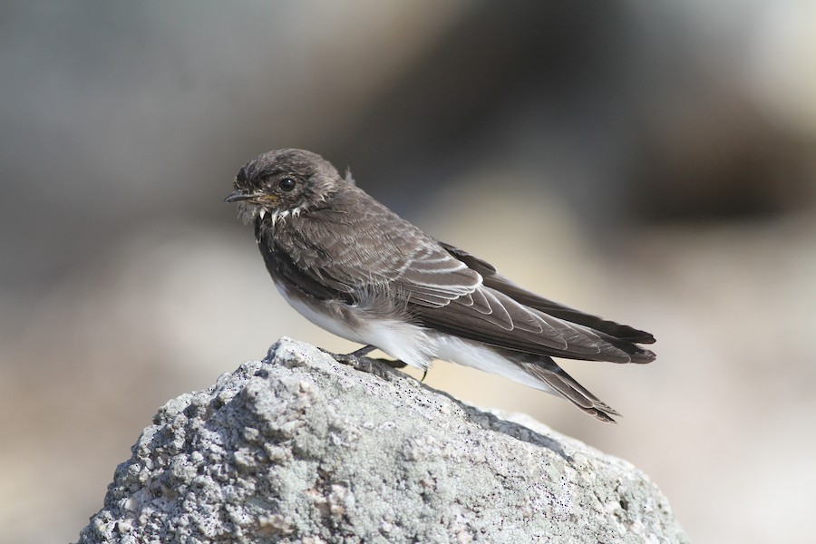 Bank Swallow