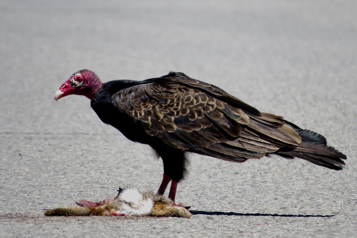 Turkey Vulture - Andrew Bendall