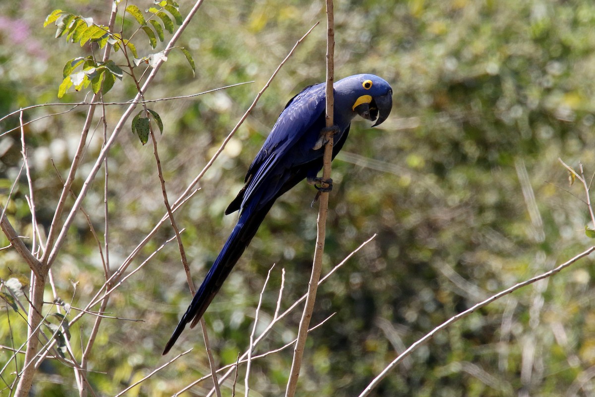 Hyacinth Macaw - ML180057021