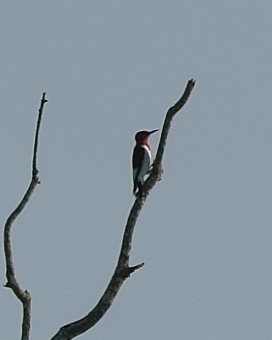 Red-headed Woodpecker - Howard Haysom