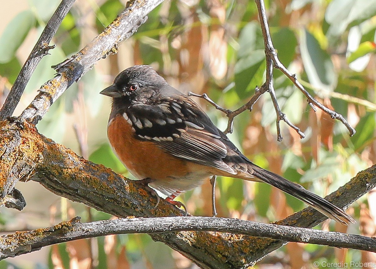 Spotted Towhee - ML180058731