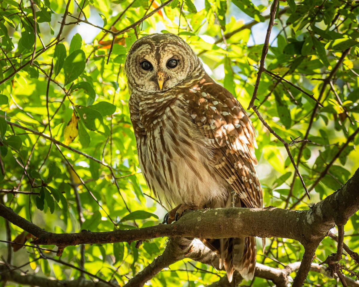 Barred Owl - ML180060361