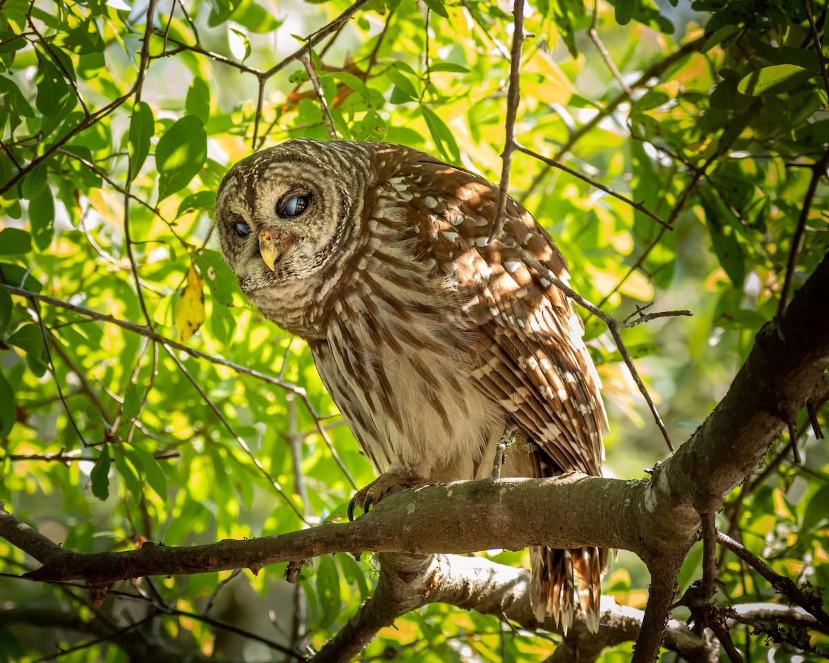 Barred Owl - ML180060381