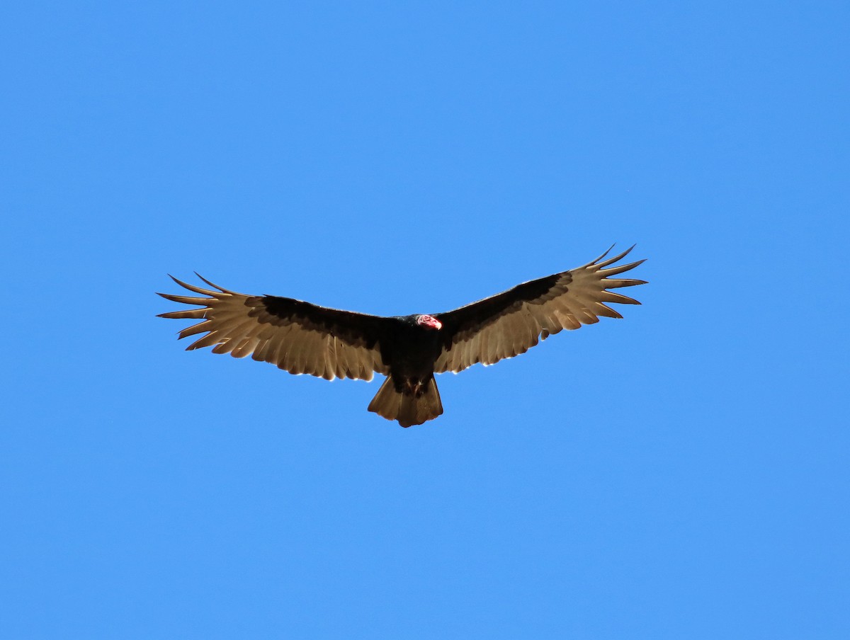 Turkey Vulture - ML180060571