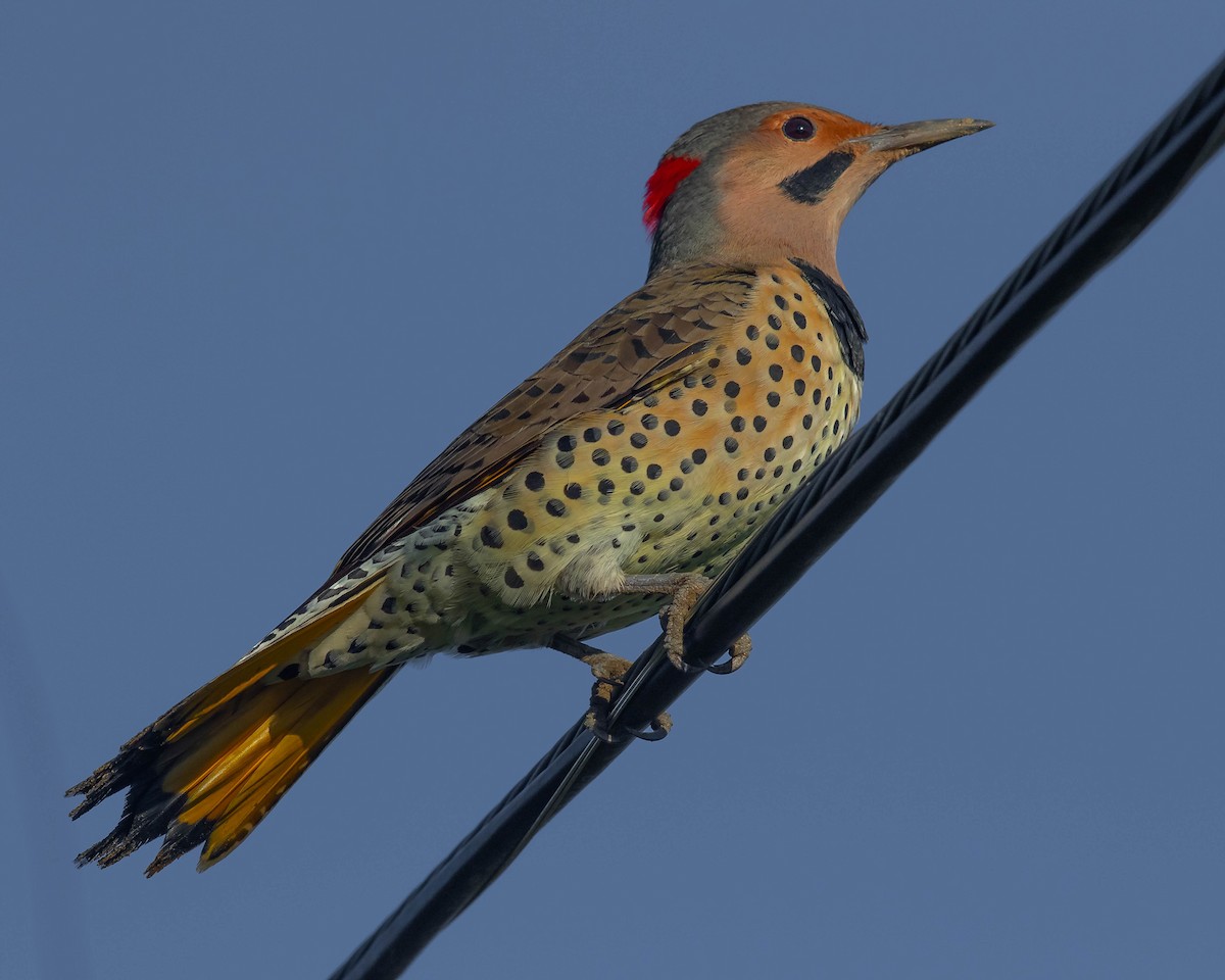 Northern Flicker (Yellow-shafted) - Jeremy Coleman