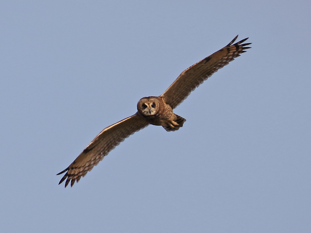 Marsh Owl - ML180067971