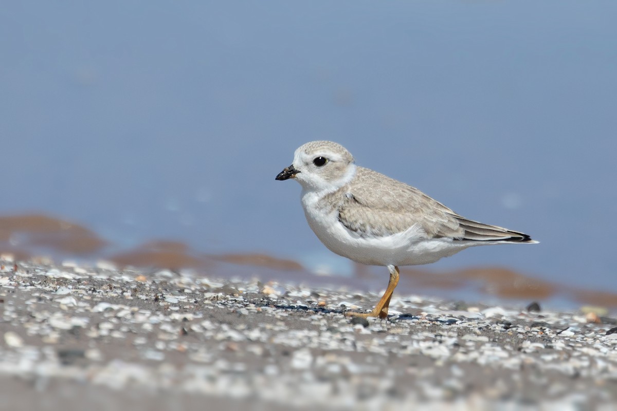 Piping Plover - Suzanne Labbé