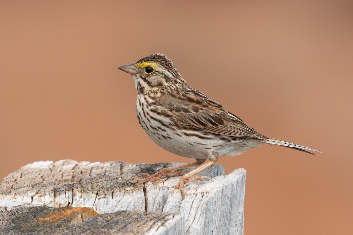 Savannah Sparrow - ML180069731