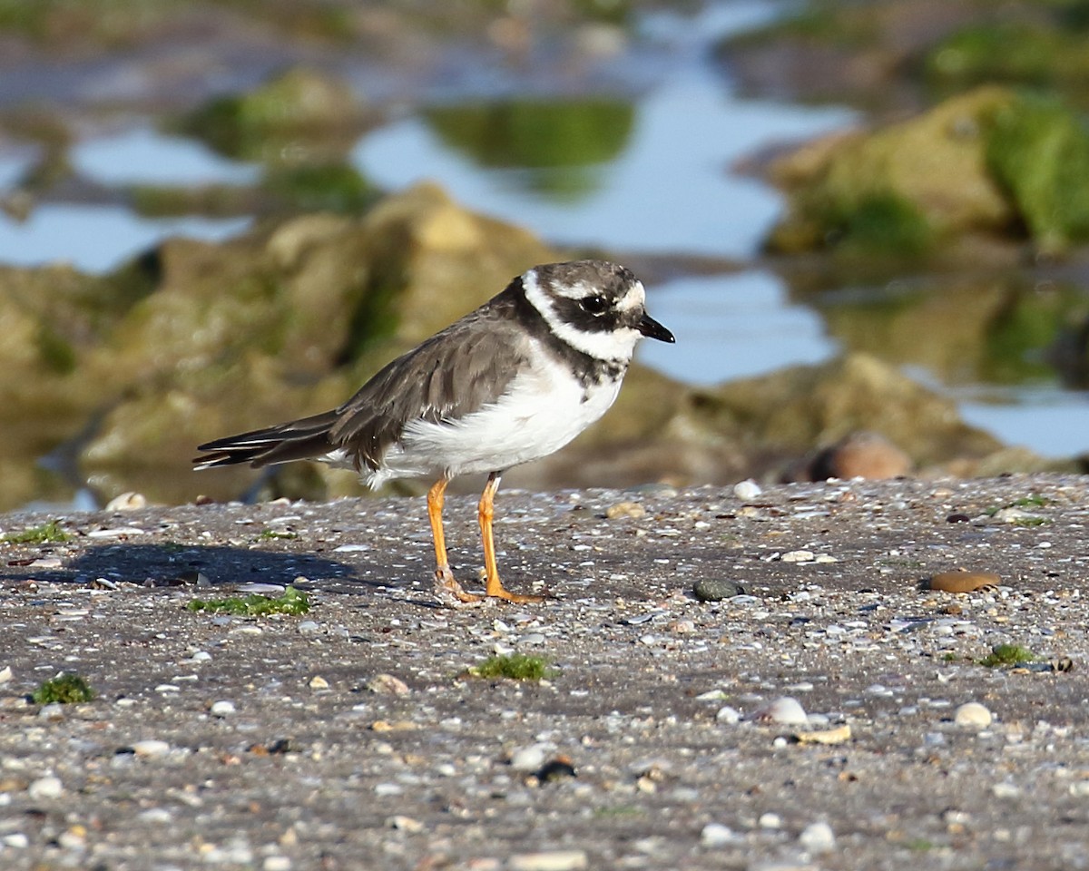 Common Ringed Plover - ML180069881