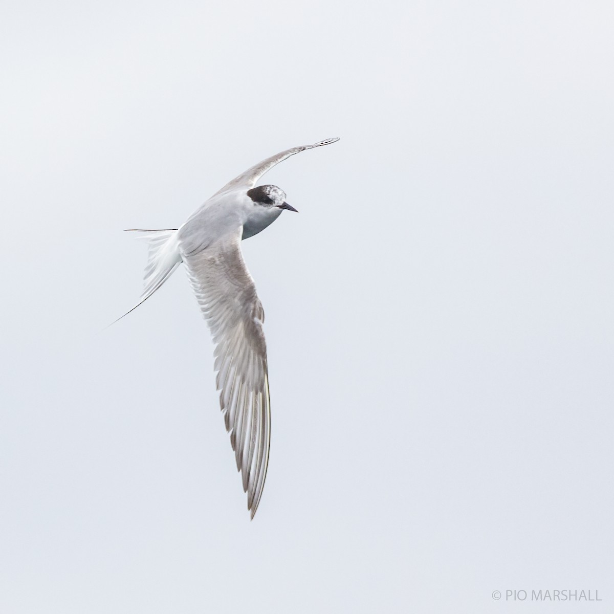 Common Tern - Pio Marshall