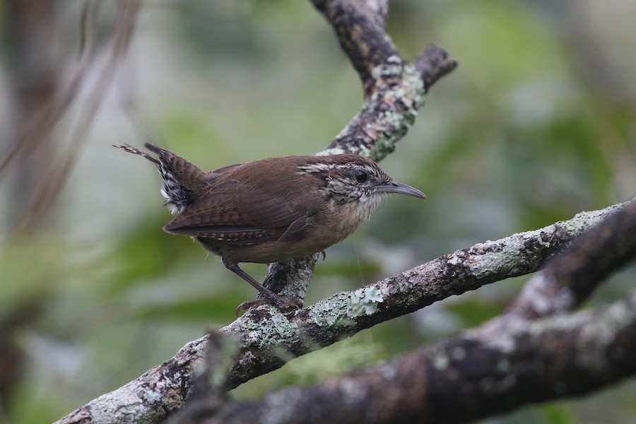 Saltapared de Carolina (albinucha/subfulvus) - eBird