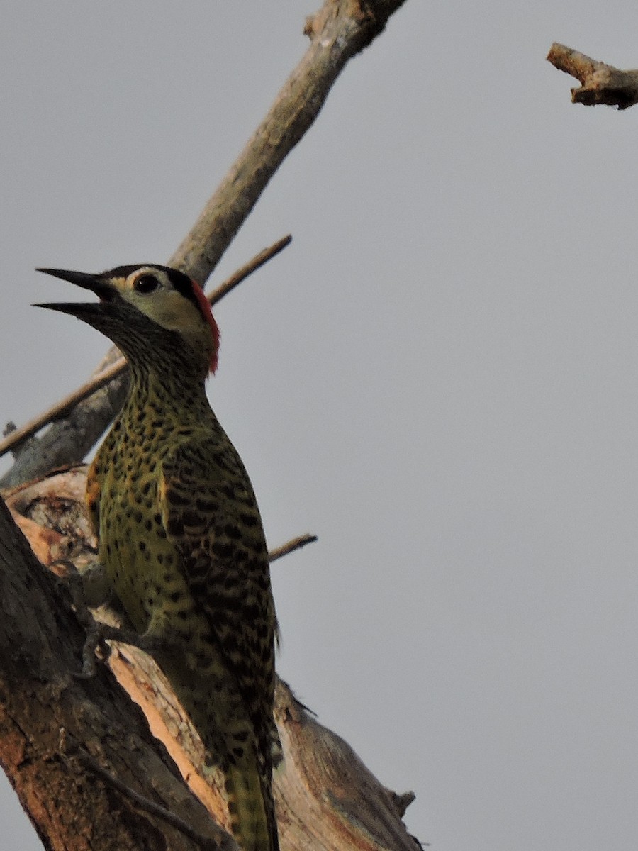 Green-barred Woodpecker - Carol Thompson