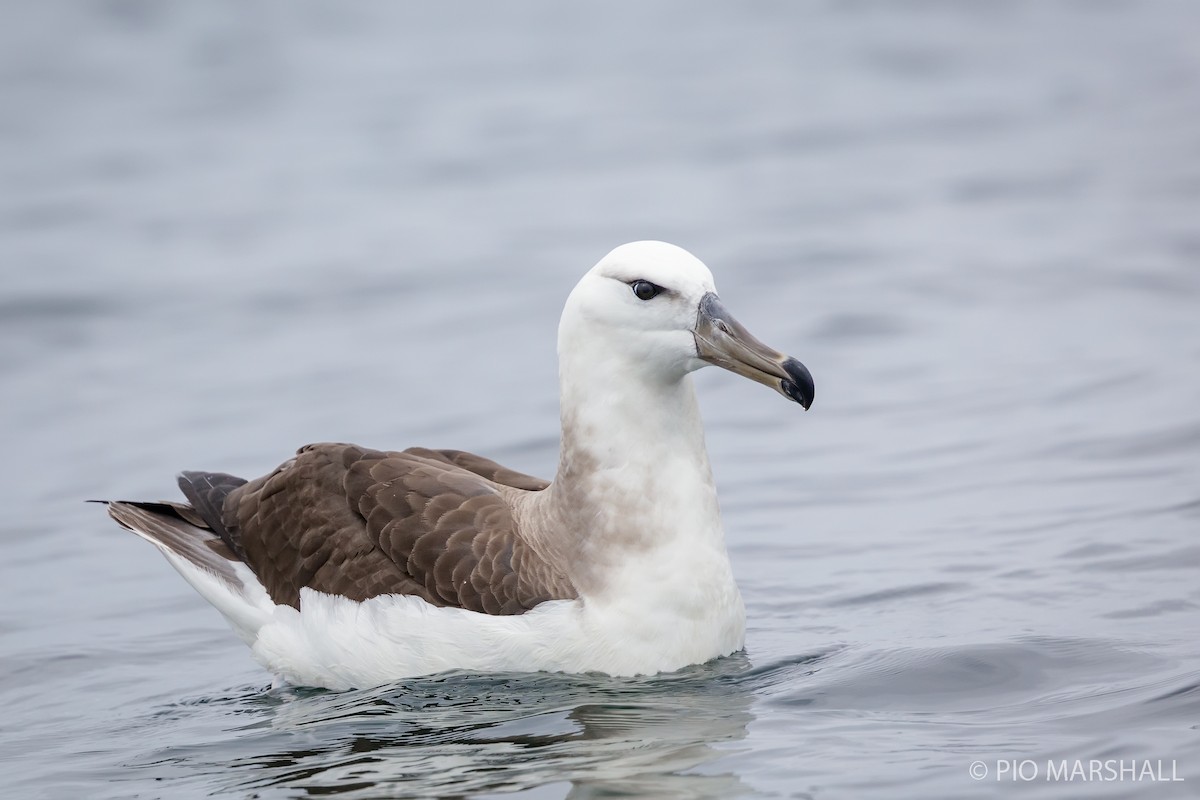 Albatros à sourcils noirs - ML180075601