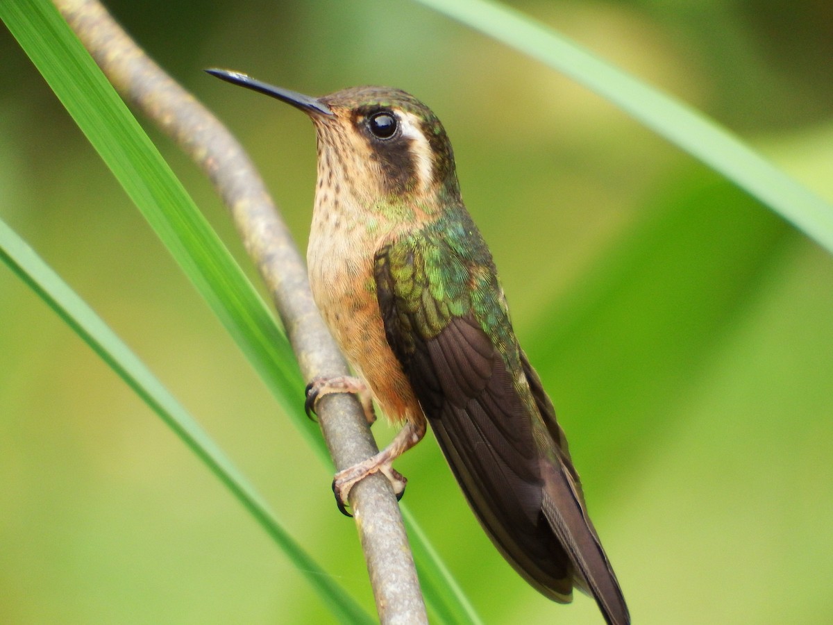 Speckled Hummingbird - Bobby Wilcox