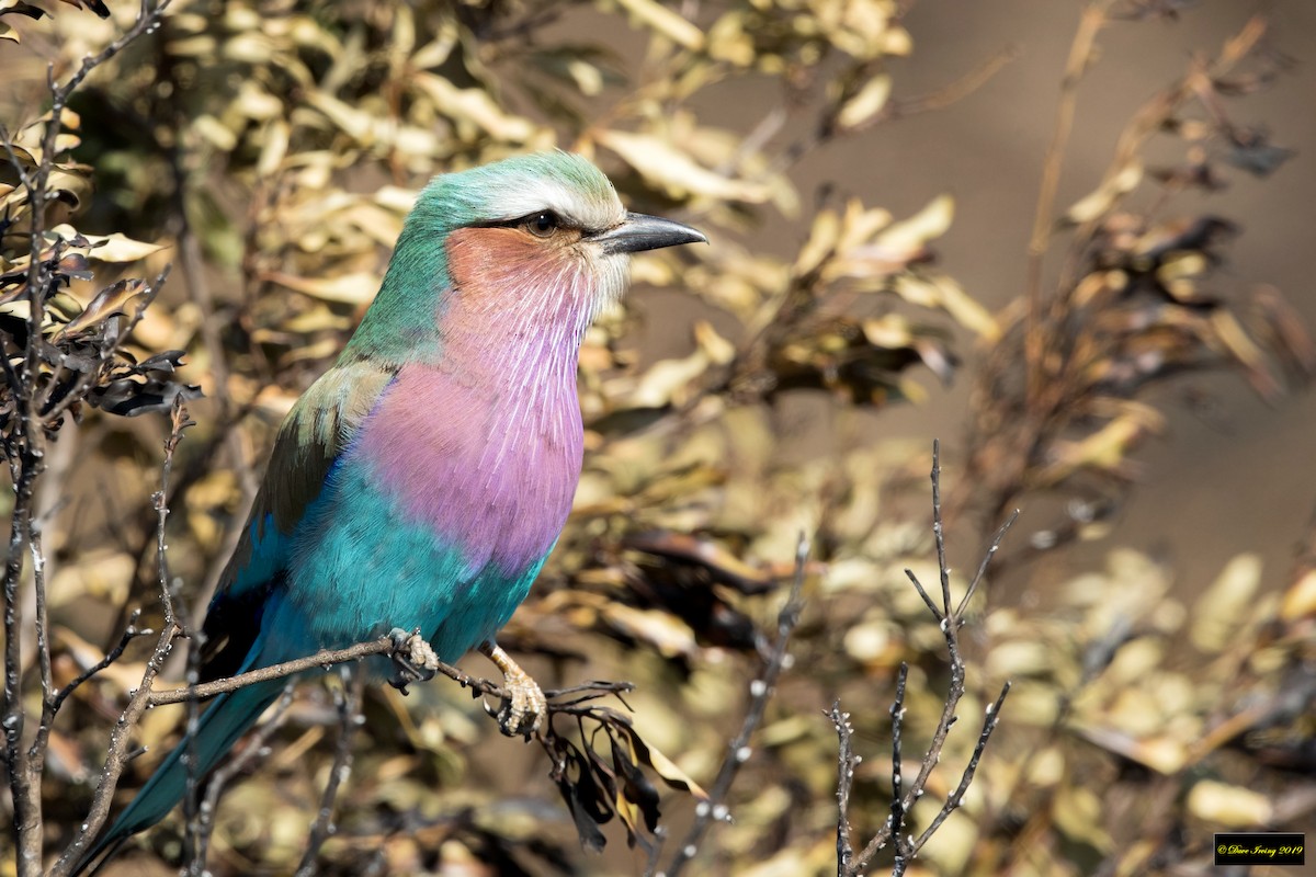 Lilac-breasted Roller - ML180084791