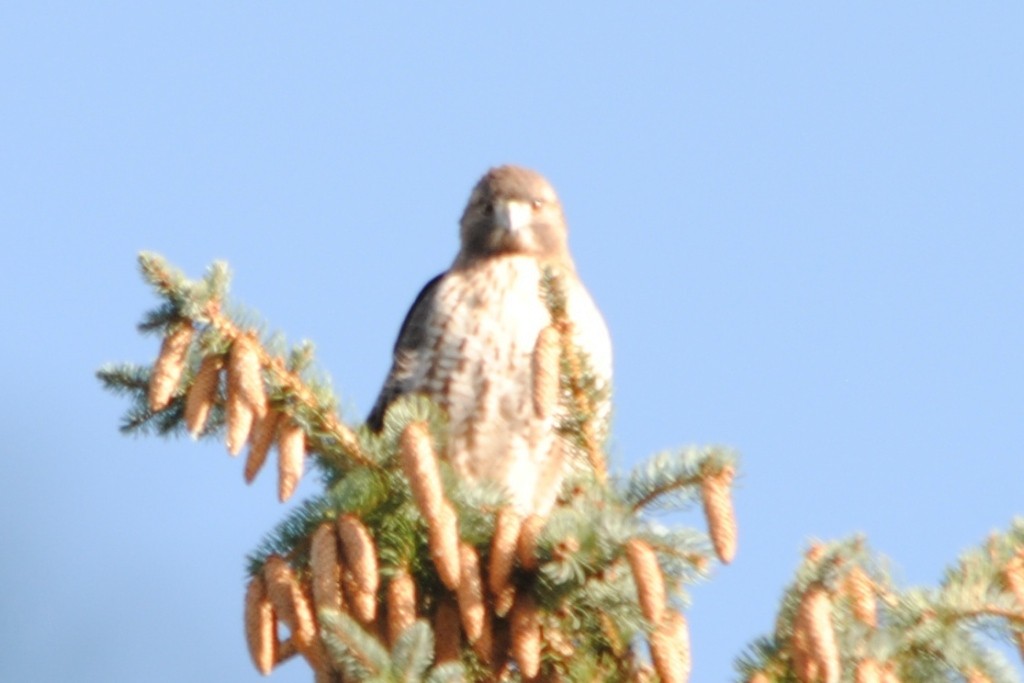 Red-tailed Hawk - ML180087681