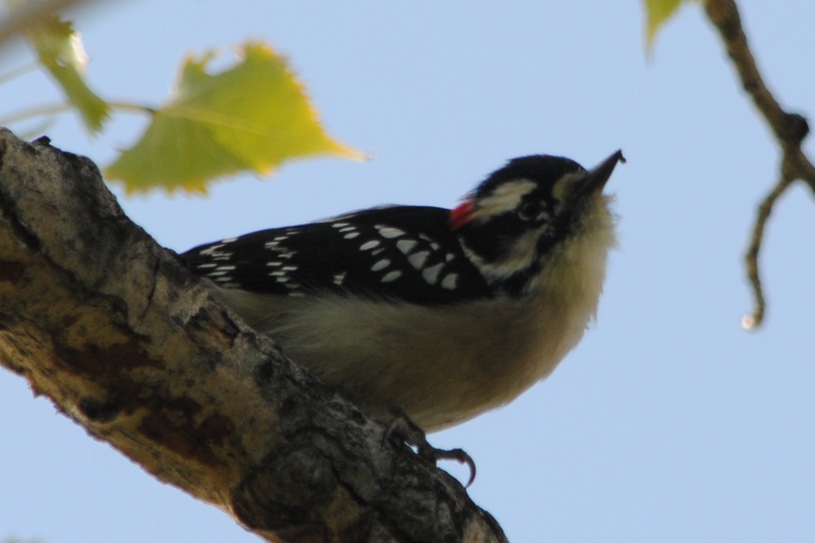 Downy Woodpecker (Rocky Mts.) - ML180087741