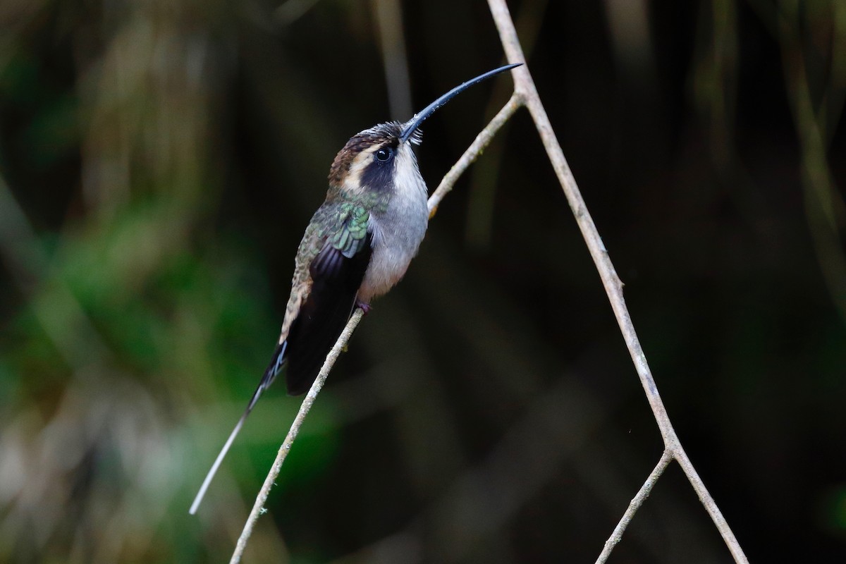 Scale-throated Hermit - ML180089131