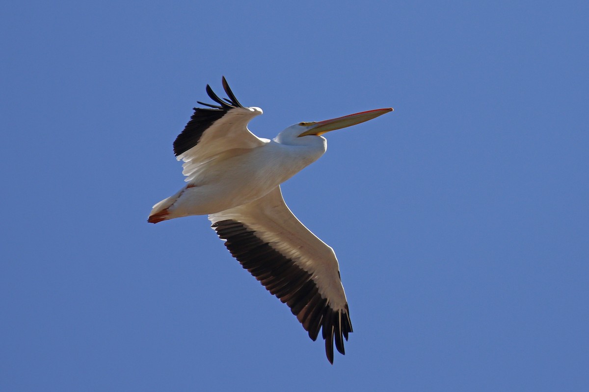 American White Pelican - Donna Pomeroy