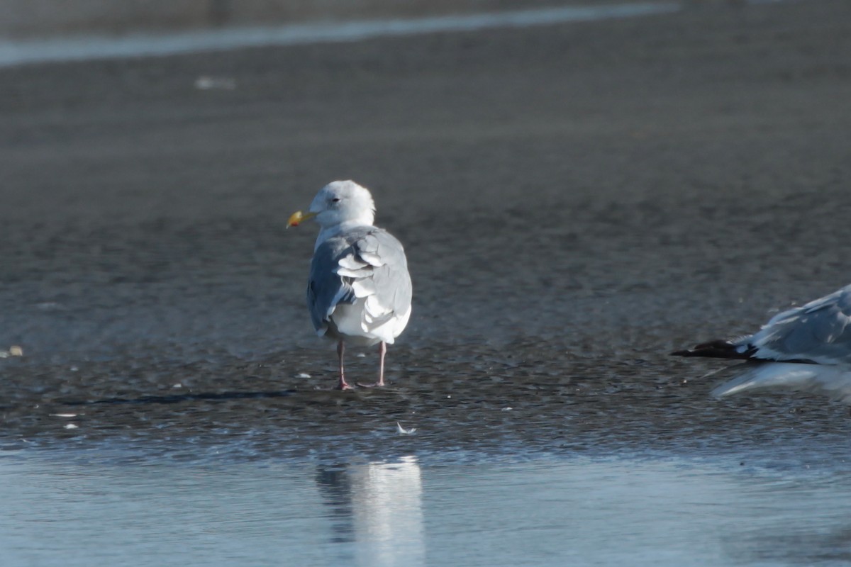 Glaucous-winged Gull - Donna Bragg
