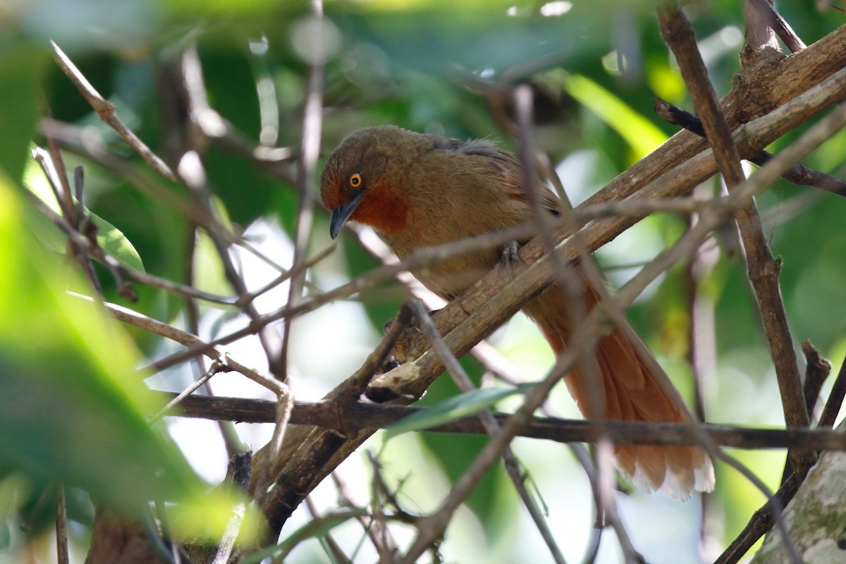 Orange-eyed Thornbird - ML180097991