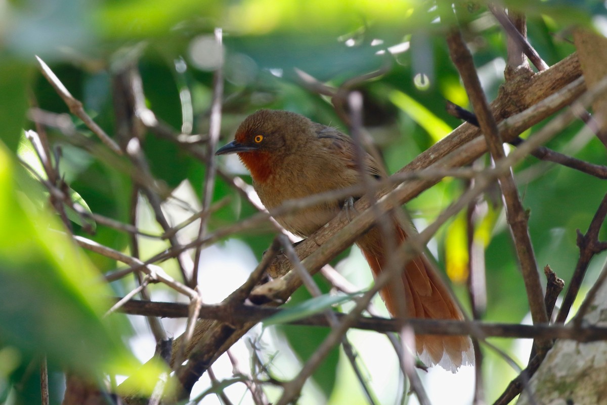 Orange-eyed Thornbird - ML180098001